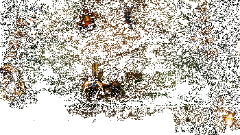 烬实战效果动图