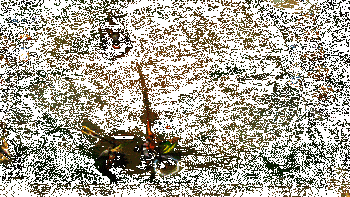 德莱文实战效果动图