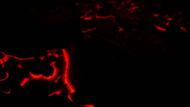 《岛民：新天地》游戏截图1