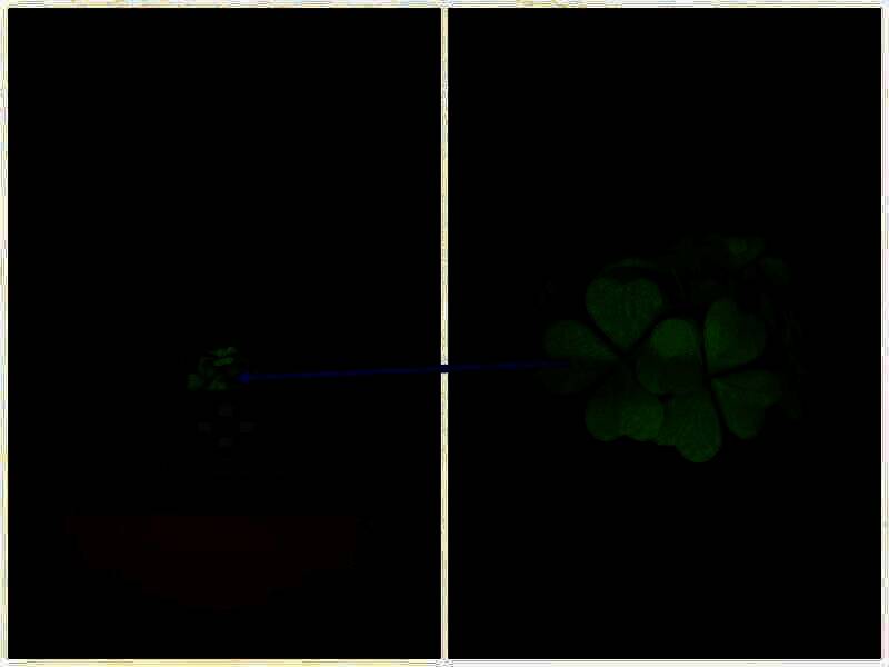 打开抽屉获得四叶草图片