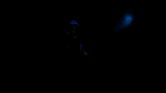 非洛希亚相关图片