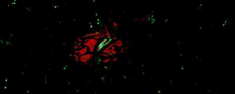 《暗影帷幕：五轮传奇》相关图片1