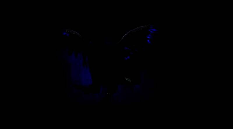 渡鸦宠物多里安