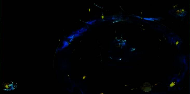 公孙离云诺千山皮肤二技能特效