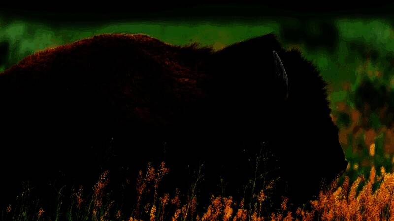 方舟：生存飞升新生物野牛图片3